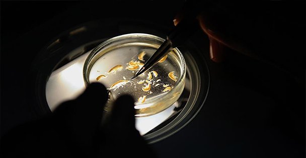 133 yeni canlı türü!