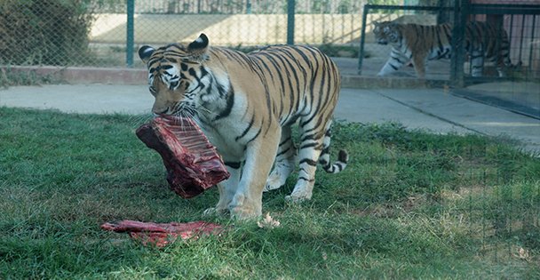 286 TÜR 3 BİN 600 HAYVAN