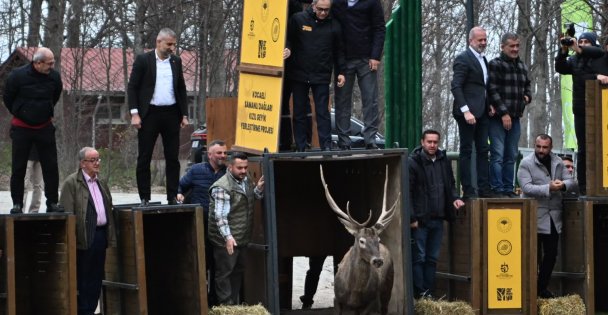 8 kızıl geyik daha Kuzuyayla'da doğaya salındı