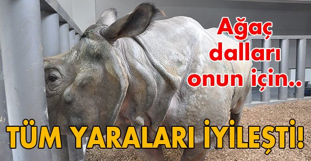 Ağaç dalları Samir için çerez!