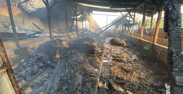 Ahır Yangınında 14 Hayvan Telef Oldu, 1 Kişi Yaralandı