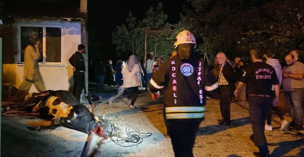 Ahırda yangın çıktı: 7 büyükbaş kurbanlık telef oldu