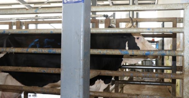 Aman dikkat: Çevreye atılan hayvan organları bulaşıcı hastalığa neden oluyor