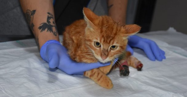 Ayakları yanmış halde bulunan kedi tedavi edildi