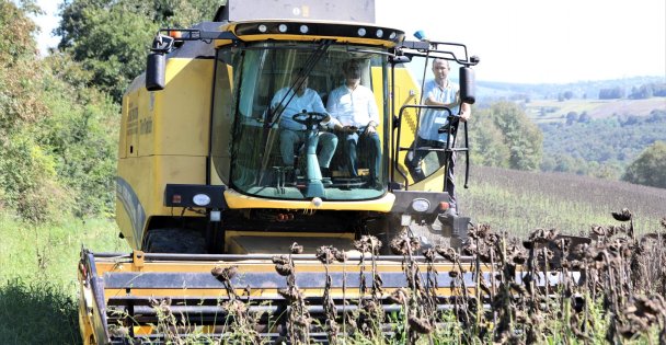 Başkan Büyükakın Ayçiçeği Hasadı Yaptı