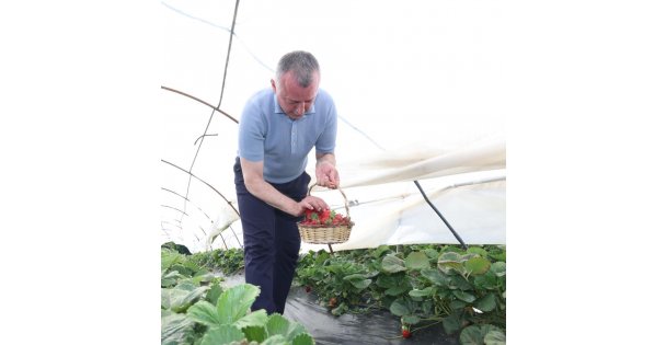 Başkan Büyükakın çilek hasadına katıldı