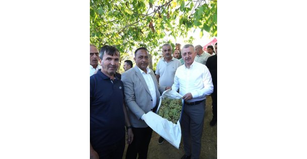 Başkan Büyükakın, İzmit'te üzüm hasadına katıldı