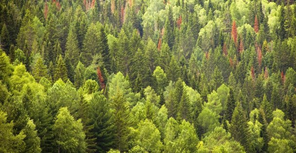 BELGESEL TADINDA ORMANCILIK TARİHİMİZİN 185 YILLIK  GEÇMİŞİNE KÜLTÜR YOLCULUĞU