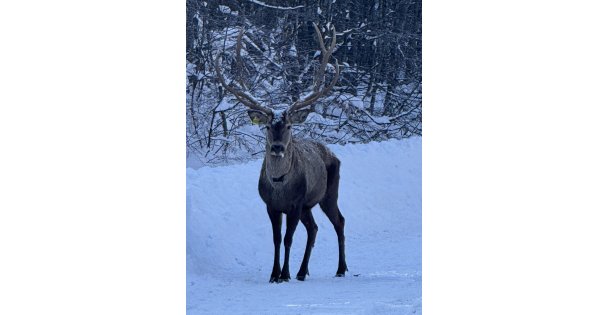 Beyaza bürünen doğada kızıl geyik sürprizi