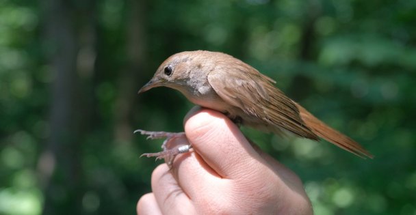 Bu bülbül; Afrika'dan Ormanya'ya 7.500 km uçtu