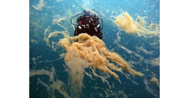 Büyükakın: Marmara Denizi ‘Ben ölüyorum!' diyor