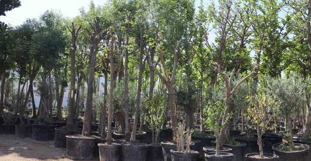 Büyükşehir, Başiskele Kavşağı Projesi'nde ağaçlara sahip çıkıyor