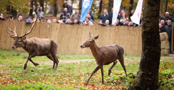 Büyükşehir'den doğaya 7 yeni kızıl geyik daha