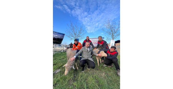 Büyükşehir'den üreticilere damızlık koç desteği