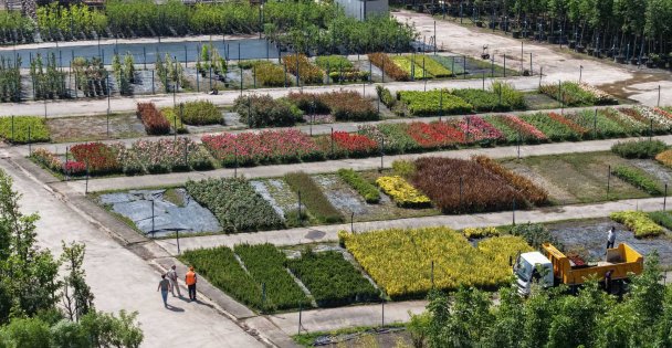 Büyükşehir'in fidanlığı Kocaeli'ni yeşillendiriyor