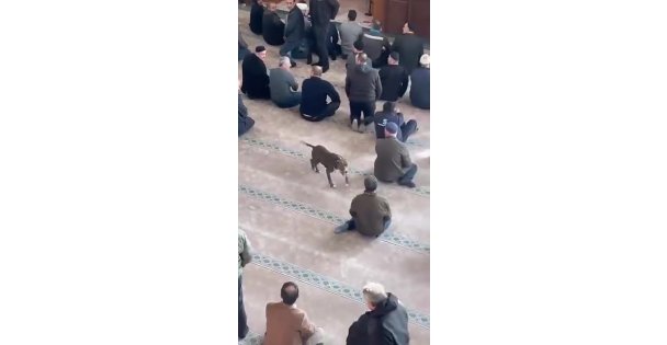 Camiye giren pitbull yakalandı, sahibine işlem yapıldı