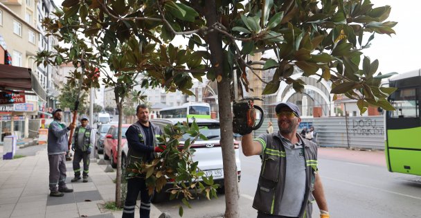 Çayırova'da mevsimlik budama çalışmaları başladı