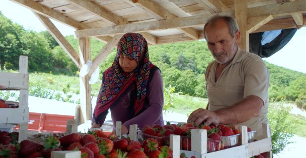 Çilekte kalitenin adresi Akçat Köyü