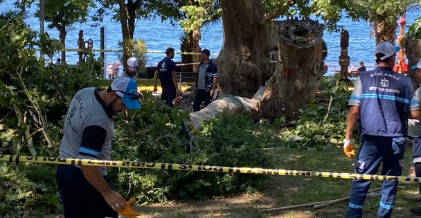 Çınar ağacının kırılan dalı üzerine düşen kişi hayatını kaybetti