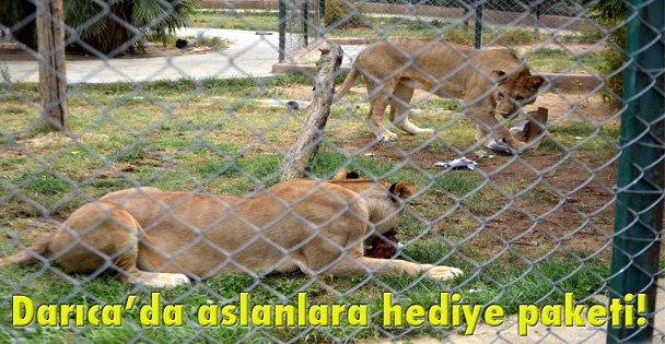 Darıca'da aslanlara hediye paketi!