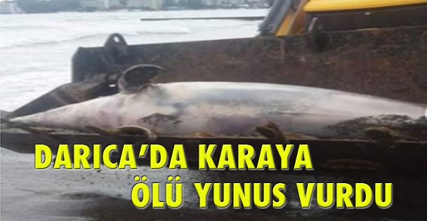 DARICA'DA KARAYA ÖLÜ YUNUS VURDU