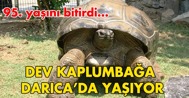 Darıca'daki kaplumbağa 96 yaşında!