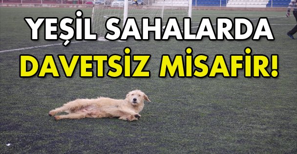 Davetsiz misafir!