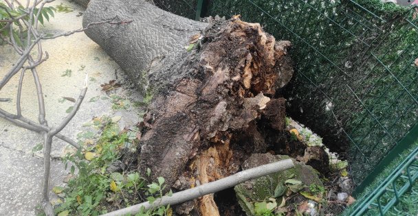Devrilen ağacın altında kalmaktan son anda kurtuldu, o anlar kameraya yansıdı