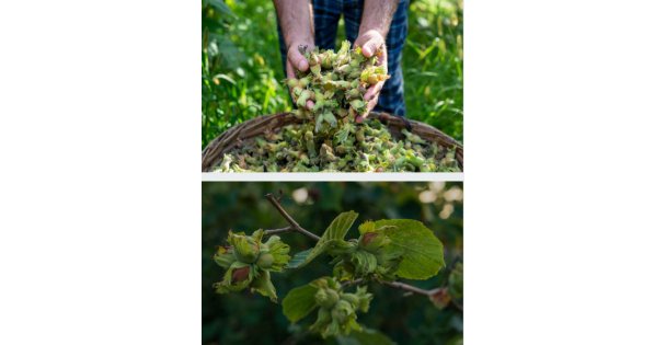 FINDIK DÜŞMANI KOKARCALAR KORKSUN