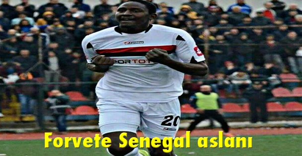 Forvete Senegal aslanı