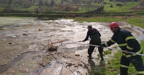 Gebze'de bataklıkta mahsur kalan 3 kaz itfaiye ekiplerince kurtarıldı