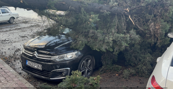 Gebze'de fırtınada iki otomobilin üzerine ağaç devrildi