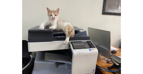 GTO nun Makam Kedileri