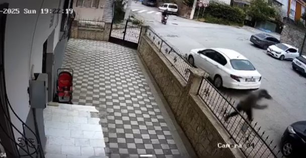 İlginç kaza: Otomobile çarptıktan sonra kaçtı