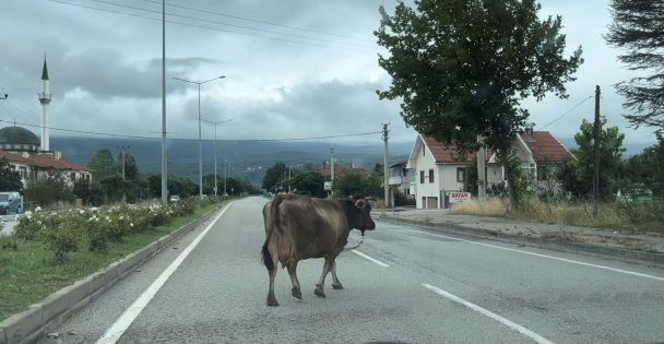 İnek araçlara aldırış etmeden trafiği tehlikeye soktu