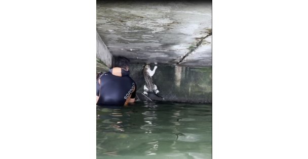 İskelenin Altında Mahsur Kalan Kedi İçin İtfaiye Erleri Seferber Oldu