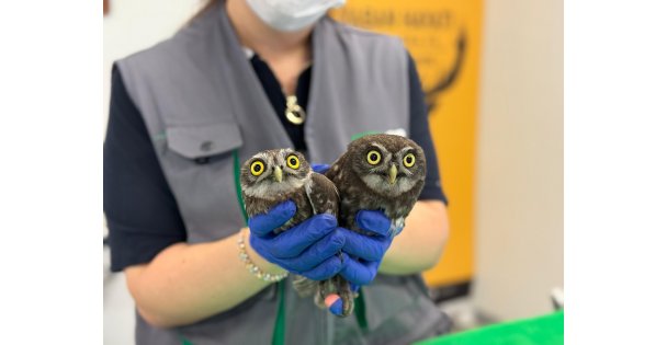 İtfaiyeden baykuş operasyonu