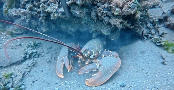 İzmit Körfezi'nde dev ıstakoz görüntülendi