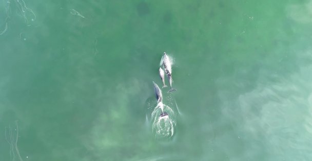 İzmit Körfezi'nde yunusların muhteşem dansı