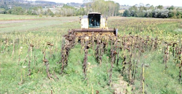 Kandıra Belediyesi Ayçiçeği Hasadına Başladı