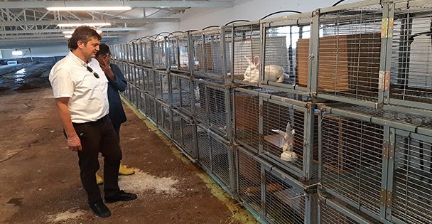 Kandıra'da tavşan eti üretim çiftliği kuruldu