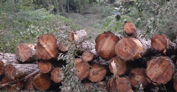 Kandıra'nın Ciğerleri Yok Oluyor