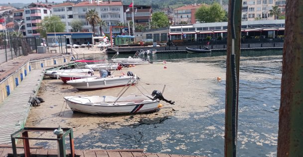 Karamürsel sahili müsilajla kaplandı