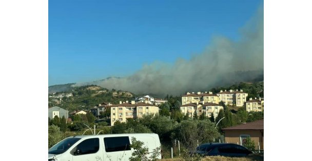 Karamürsel'de orman yangını