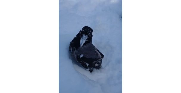 Karganın kar banyosu keyfi: 'Bir tek şampuanı eksik'