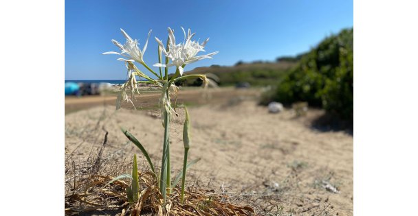 KOCAELİ KANDIRA CEBECİ UZUNKUMDA İPTAL EDİLEN TABİAT PARKINDAKİ KUM ZAMBAKLARI YOK OLUYOR