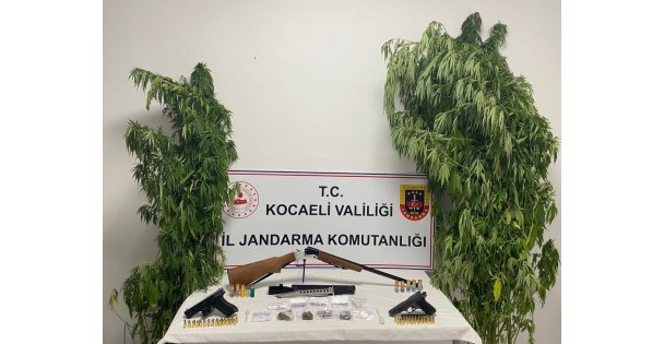 Kocaeli'de 35 kök kenevir ele geçirildi