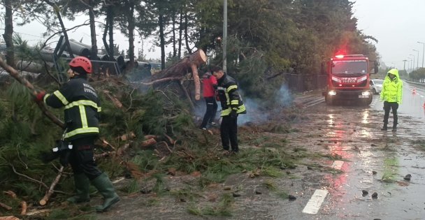 Kocaeli'de ağaçlar fırtınaya dayanamadı
