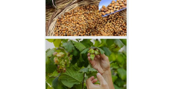 KOCAELİ'DE FINDIKÇILIK TARİHİ