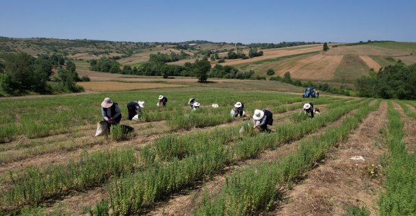 Kocaeli'de Kekik Hasadı Başladı
